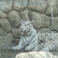 初めての動物園はココ！埼玉・東部動物公園で子どもと楽しむふれあい体験のまとめ